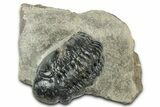 Detailed Reedops Trilobite - Atchana, Morocco #325866-2